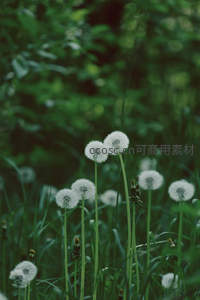 林间草地上几株蒲公英随风摇曳