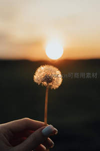 夕阳下手持蒲公英的温柔瞬间
