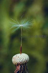 单颗蒲公英种子的微距特写