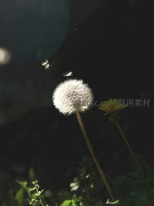 阳光下飘散的蒲公英种子