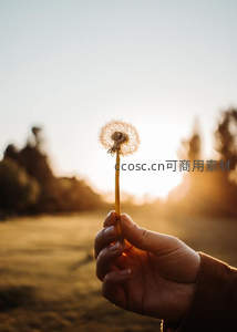 田野日落时分的蒲公英之约