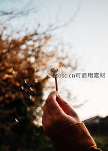 秋日黄昏吹散蒲公英的瞬间