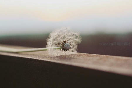 暮色中静卧的蒲公英绒球