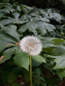 绿叶丛中挺立的蒲公英