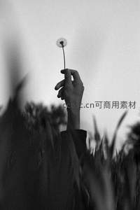 黑白世界里高举的蒲公英