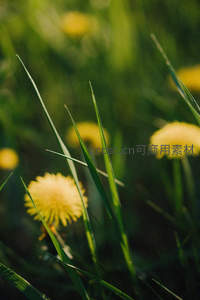 草叶间隙窥见的蒲公英