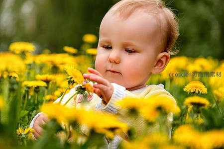 婴儿在金黄蒲公英花海中探索世界