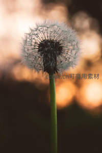 夕阳余晖下蒲公英绒球的唯美剪影