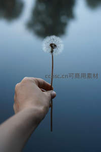 手握蒲公英，静谧湖面倒影朦胧