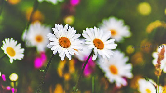 阳光下两朵雏菊并肩微笑绽放