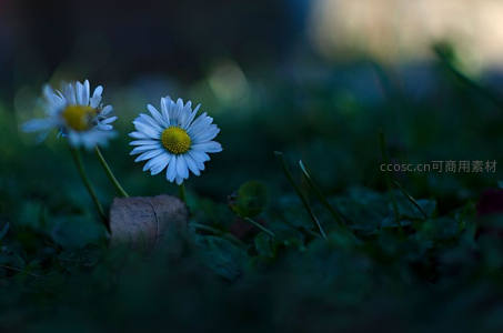 暗影中的雏菊，静谧而优雅