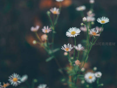 晨雾中摇曳的雏菊丛