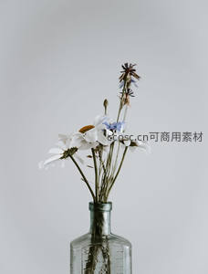 玻璃瓶中的雏菊与干花静物