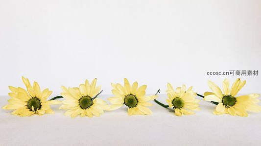 五朵黄色雏菊排列于纯白背景