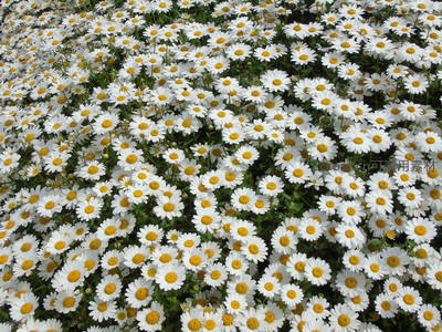 密集盛开的白色雏菊花园