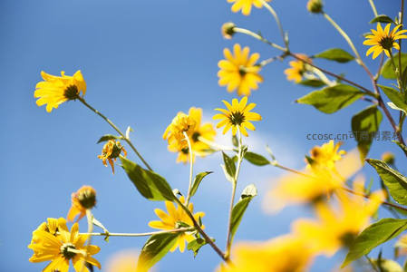 向日葵仰望蓝天，生机勃勃