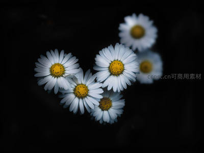 暗夜中绽放的雏菊群