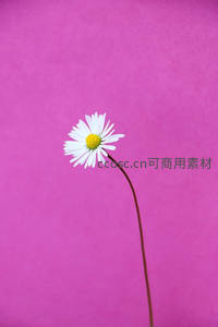 单支雏菊映衬粉红背景