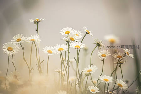 晨雾中摇曳的雏菊田野
