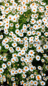 俯瞰视角下的雏菊密集花丛