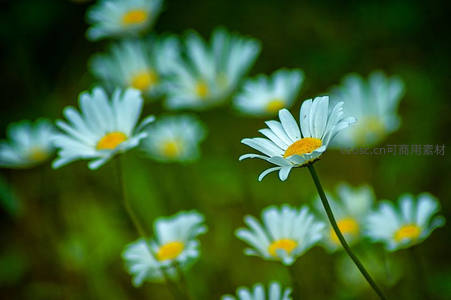 绿意背景中一朵独立雏菊