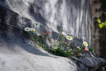 石阶缝隙顽强生长的雏菊