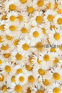 密集雏菊花海俯拍纹理