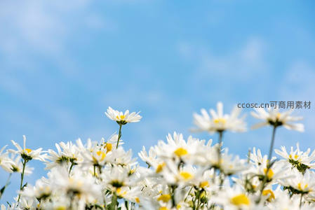 蓝天映衬下盛开的雏菊田