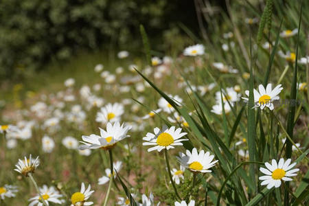 草丛中随风摇曳的雏菊