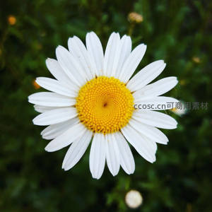 单朵雏菊的精致特写