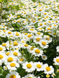 漫山遍野的雏菊盛放图