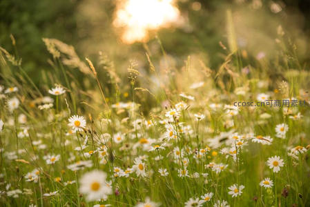 夕阳洒落花海，雏菊在金色光晕中温柔摇曳