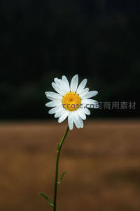孤傲雏菊独立于旷野，暗色背景凸显其清雅高洁