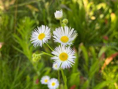 白瓣黄蕊雏菊在阳光下绽放