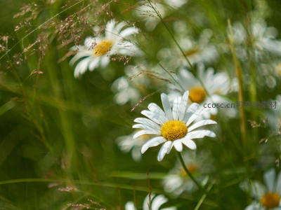 风中摇曳的雏菊与青草共舞