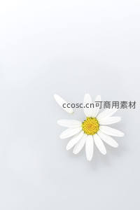 单朵雏菊静卧纯白背景，简约而优雅