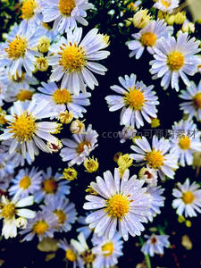 露珠点缀淡紫雏菊，晨光中晶莹剔透