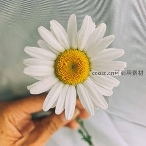 手捧雏菊，温柔触感与自然芬芳相伴
