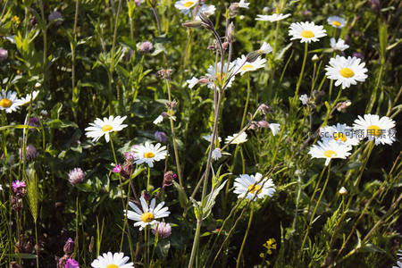 野花丛中雏菊随风轻舞