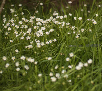 绿草丛中绽放的白色小花