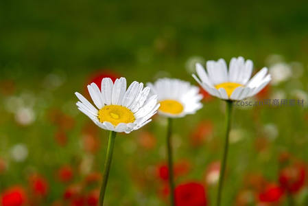 三朵雏菊映衬红色花海