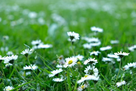 草坪上星星点点的小雏菊