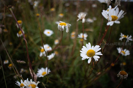 野地雏菊随风摇曳，洁白花瓣点缀绿意