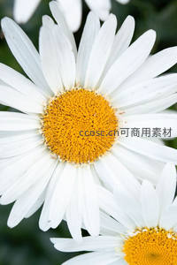 特写镜头下的雏菊，绽放纯净之美