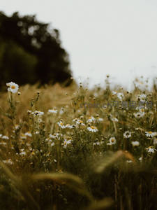 晨雾中的雏菊田野，朦胧诗意如画