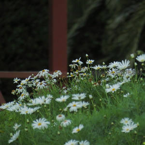 庭院角落雏菊丛生，绿意盎然伴花香