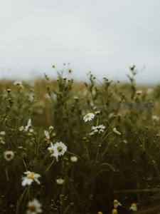 雨后雏菊湿漉漉，清新自然惹人怜