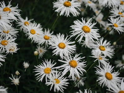密集雏菊铺满画面，纯白花海视觉盛宴