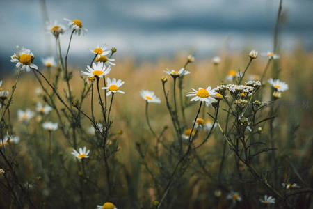 田野雏菊随风轻舞，自然之美尽显