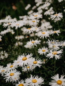 密集雏菊盛开，洁白花瓣如雪